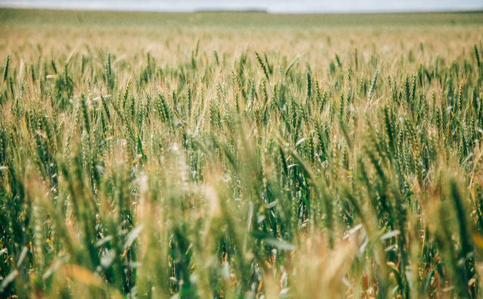 Аграриям Чувашии перечислено более 1 млрд рублей господдержки