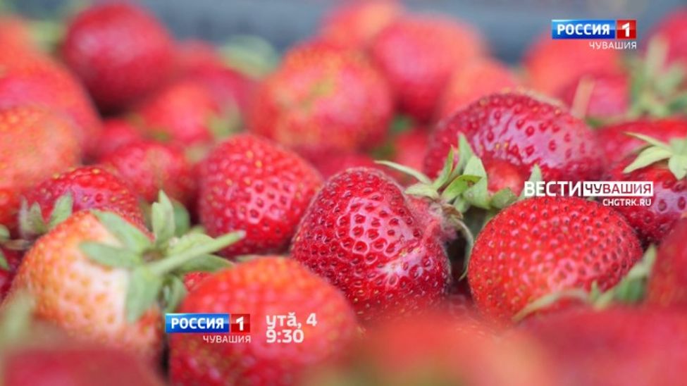 «Алран кайми» кӑларӑма хатӗрлекенсем ҫырла туса илекен фермерсем патӗнче пулчӗҫ