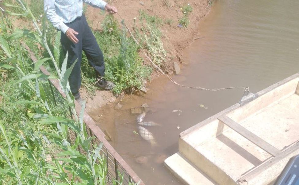 В Урмарском округе проводят проверку по факту гибели рыбы