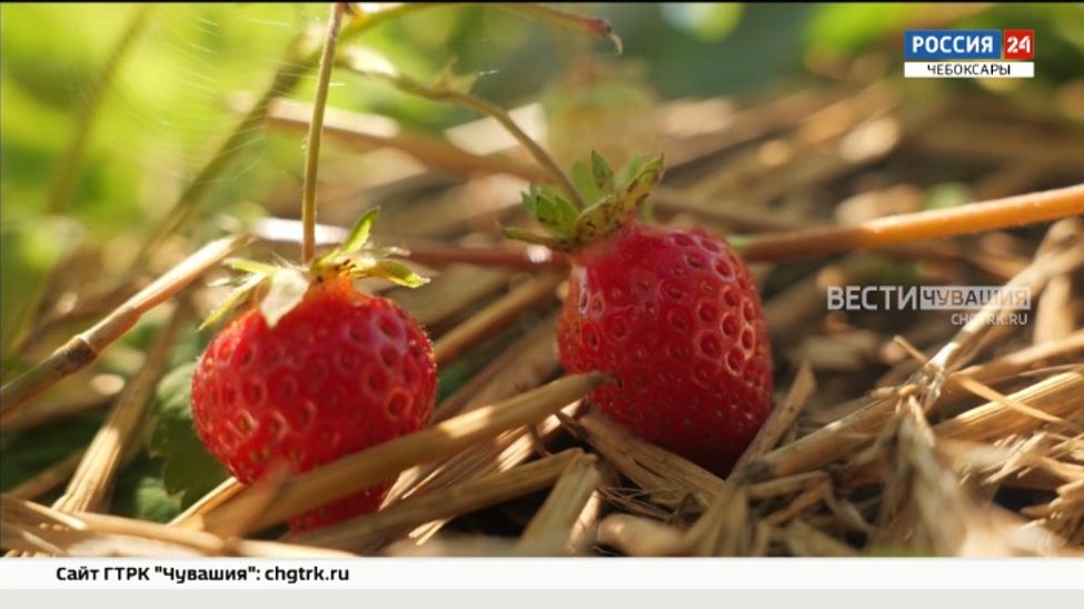 В Чувашии 41 начинающий сельхозтоваропроизводитель получит господдержку