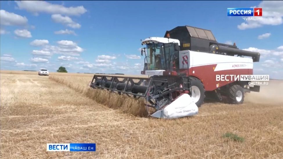 Уй карапӗсем пӗрин хыҫҫӑн тепри тырӑ пуссине тухаҫҫӗ