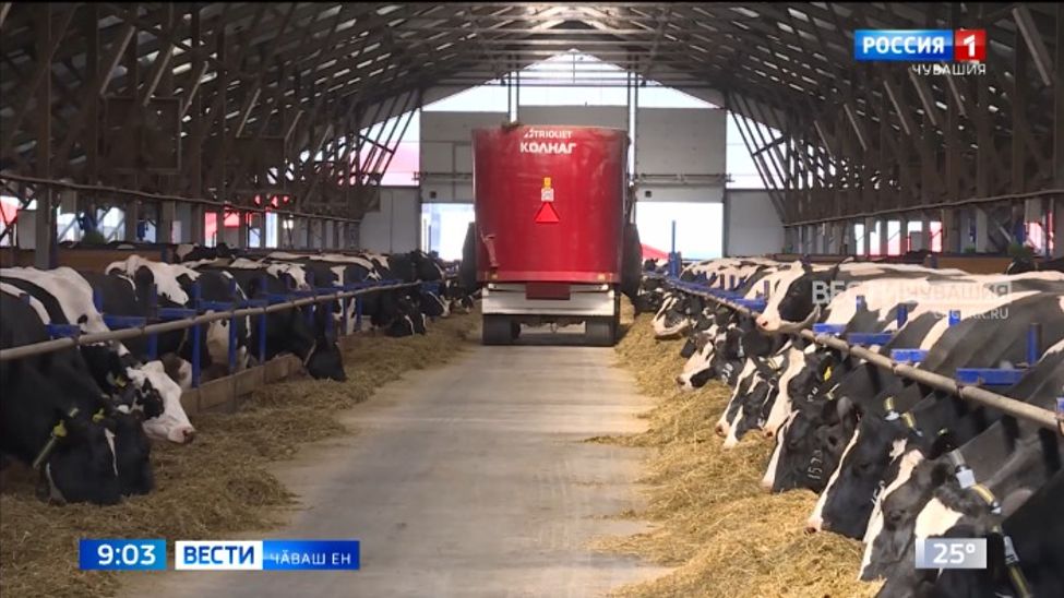 Республикӑра пӗрремӗш хут ӑратлӑ выльӑх-чӗрлӗх аукционӗ иртрӗ