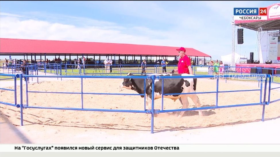 Чувашия впервые провела уникальный всероссийский аукцион племенного КРС