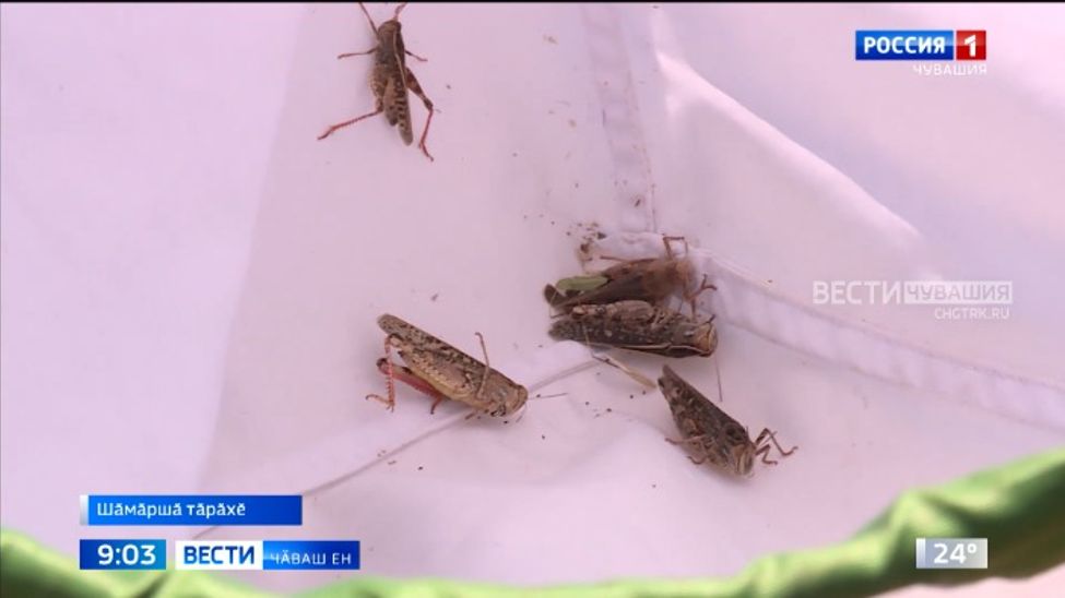 Уйсене вӑйлӑ сиен кӳме ӗлкӗреймен