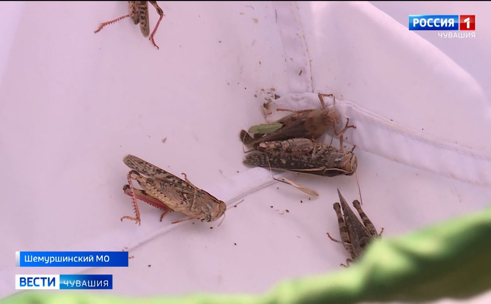 На юге Чувашии противостоят нашествию саранчи