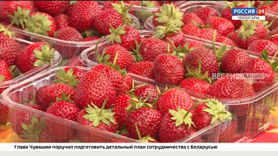 Ягодный фестиваль в Чувашии в этом году объединил три тысячи участников из разных регионов