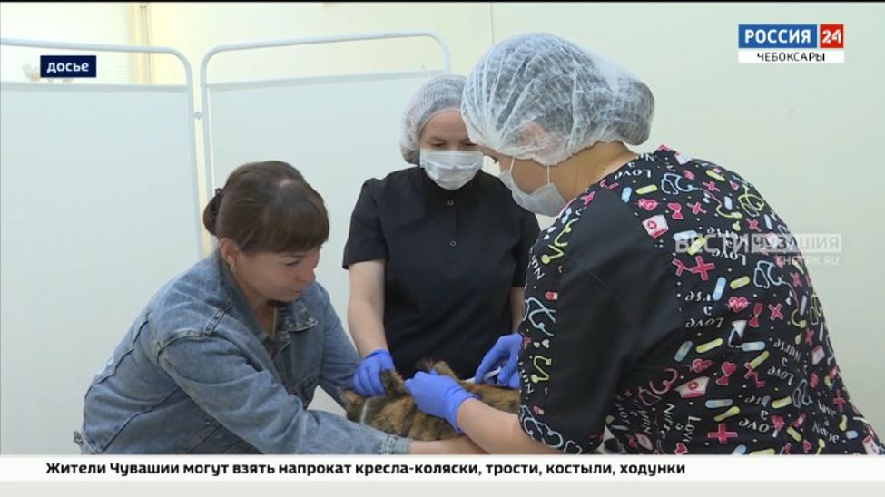 В Чувашии кот "отправил" целый населенный пункт на карантин