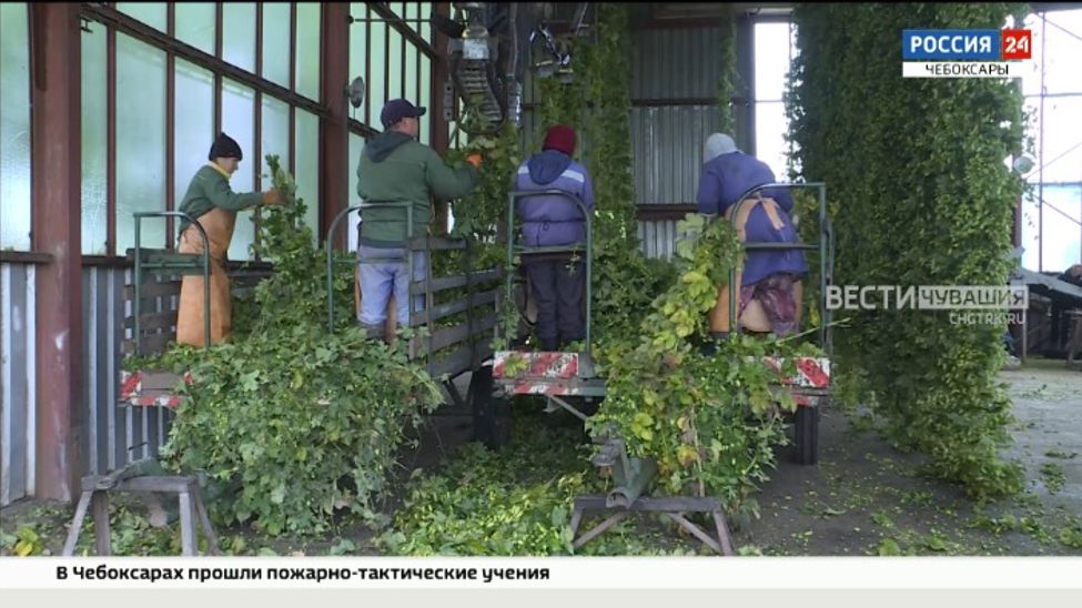 В Чувашии значительно увеличили ставки госсубсидий для хемелеводов