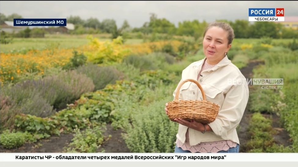 Энтузиасты из Шемуршинского округа хотят составить конкуренцию китайскому и индийскому чаю 