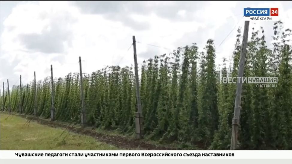В Чувашии планируют увеличить посевы хмеля до 200 гектаров в год