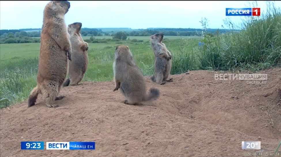 Тӗрлӗ чӗр чуна кӗҫех онлайн курса савӑнма пулӗ