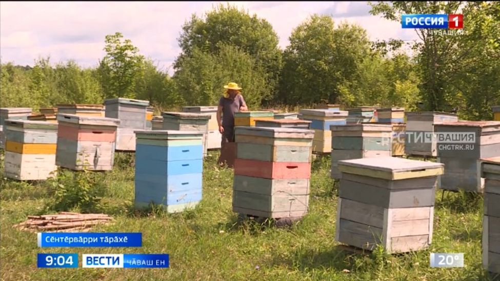 Чӑваш Енри 7 муниципалитетра вӗлле хурчӗсем йышлӑ вилнине ҫирӗплетнӗ