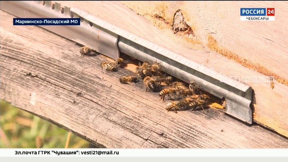 В Чувашии массово гибнут пчелы 
