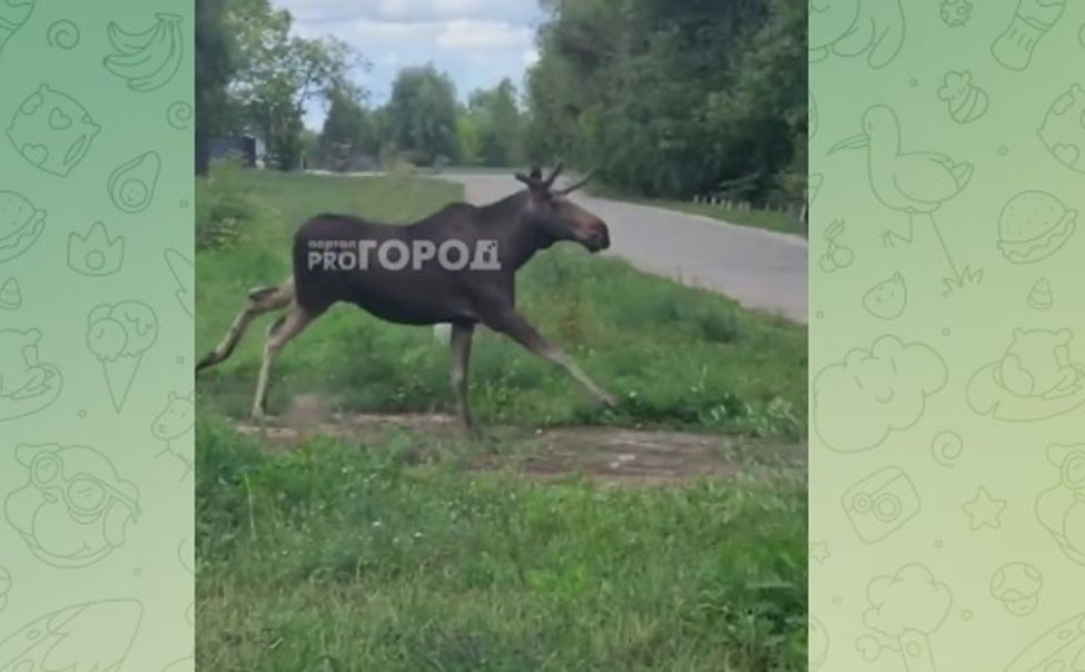 По Ельниковской роще в Новочебоксарске бегает дикий лось