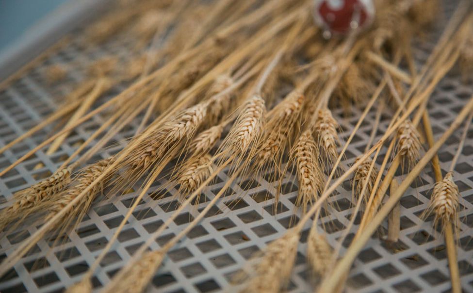 Чувашия вошла в тройку лидеров ПФО по индексу сельхозпроизводства