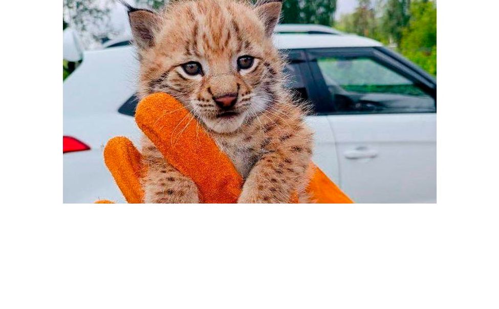 В чебоксарском парке поселились два рысенка