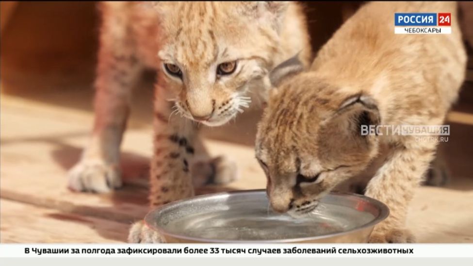 В чебоксарском зооуголке "Ковчег" рысята Яша и Дуняша делают первые шаги в открытом вольере