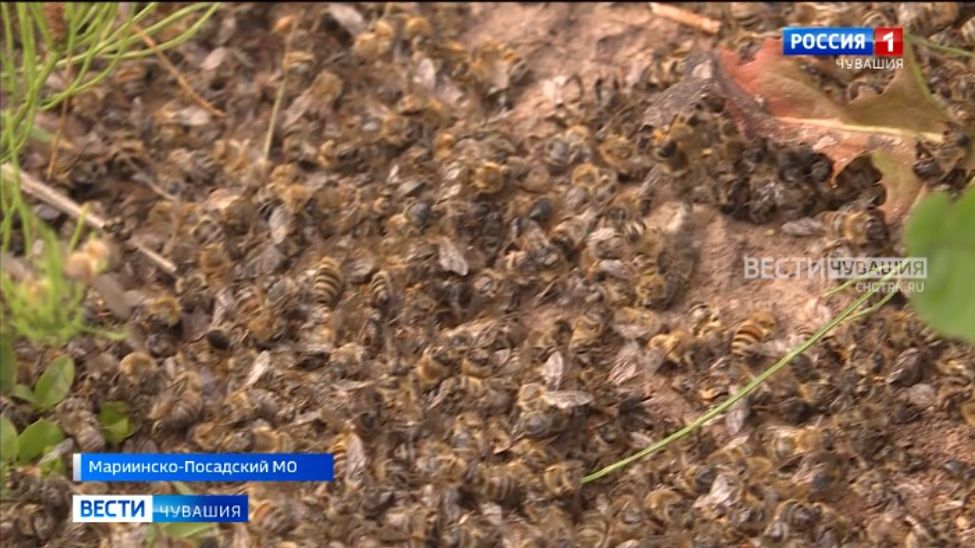 В Госветслужбе Чувашии рассказали, как защитить пчел от отравления пестицидами