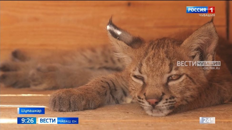 Шупашкарти "Ковчег" зоокӗтесре йыш хушӑннӑ 