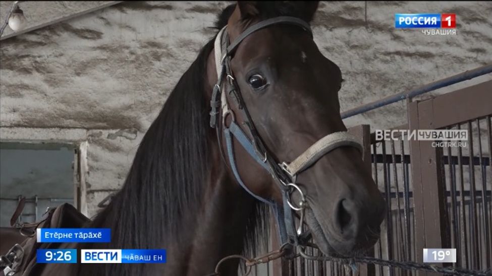 Етĕрне тăрăхĕнче юртă лашасен йăлана кĕнĕ ăмăртăвне хатӗрленеҫҫӗ