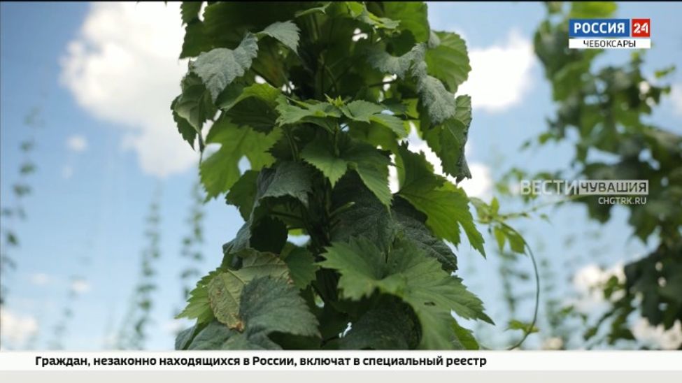 В Чувашии собрали 192 тонны "зеленого золота"