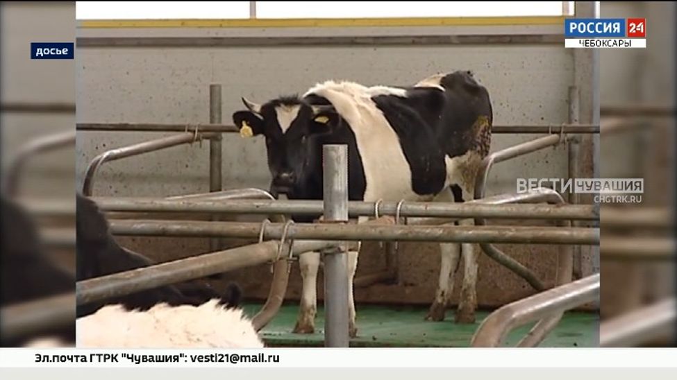 В Чувашии от бешенства привито более 320 тысяч животных