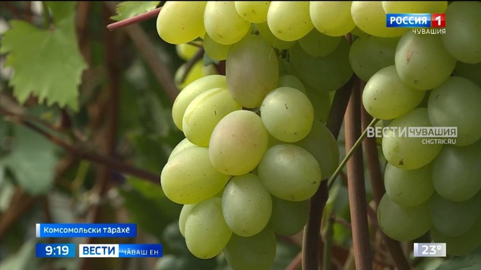 Комсомольски тӑрӑхӗнчи пахчаҫӑсем кӑнтӑр енче пулакан культурӑсене ӑнӑҫлӑ ҫитӗнтереҫҫӗ