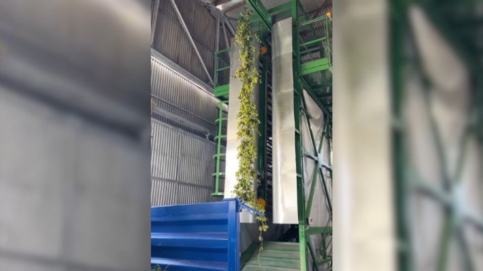 В Чувашии запустили первый отечественный комплекс для уборки и сушки хмеля