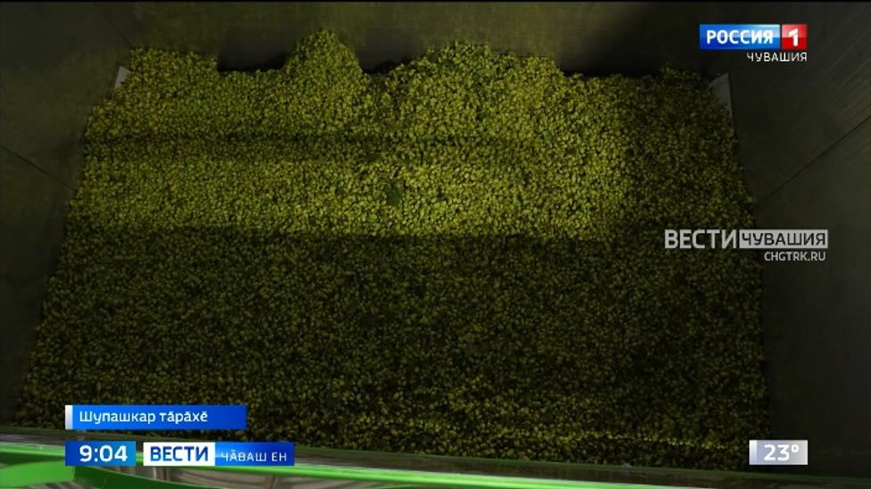 Республикӑра хӑмла тирпейлемелли комплекса ӗҫлеттерсе пӑхрӗҫ 