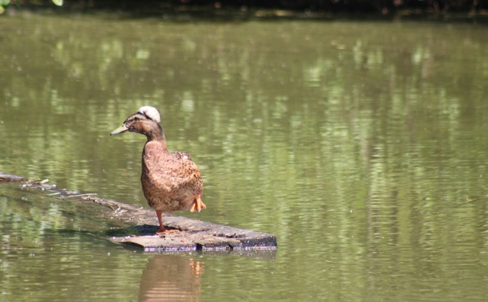 В Чувашии впервые установлены сезонные нормы добычи охотничьих ресурсов