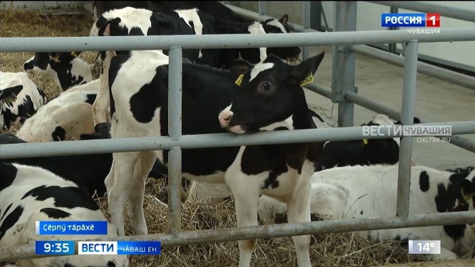 Ҫӗрпӳ тӑрӑхӗнчи "ВДС" хуҫалӑхра ҫӗнӗ пӑру вити уҫӑлчӗ