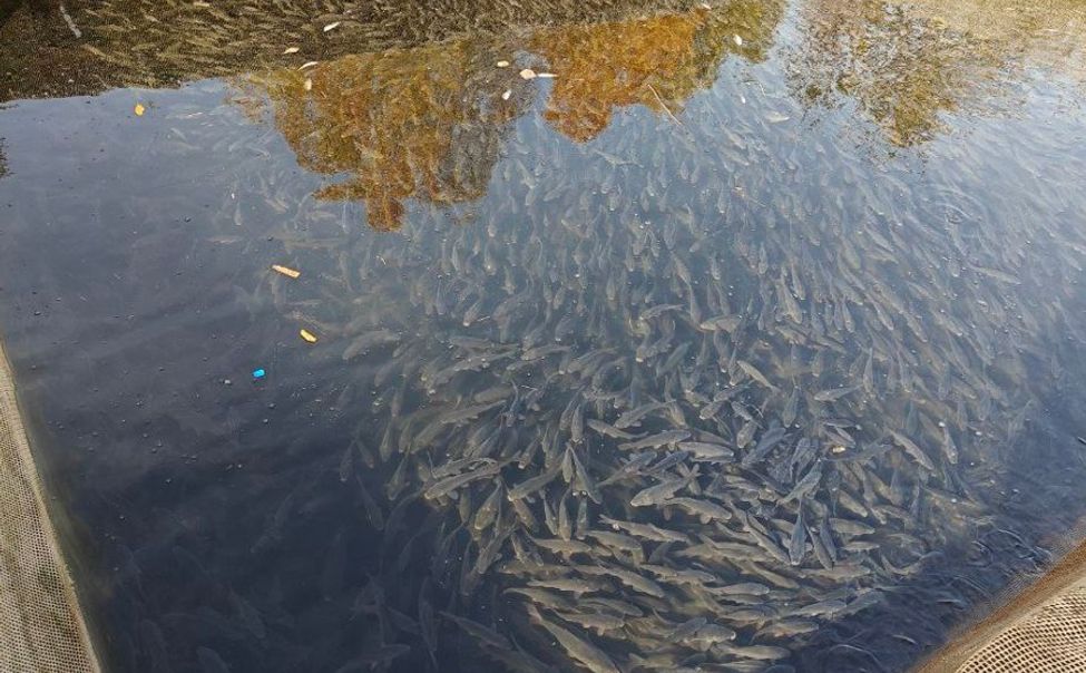 В Чебоксарское водохранилище выпущено около 62 тыс. шт. молоди сазана