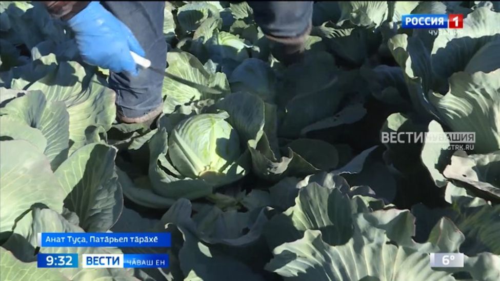 Патӑрьел тӑрӑхӗнче купӑста пуҫтараҫҫӗ