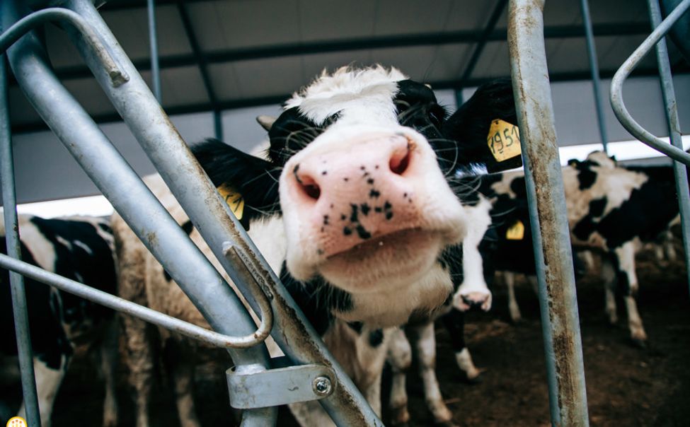 В Чувашии объявлен отбор для самозанятых и переработчиков молока на 11 млн рублей субсидий