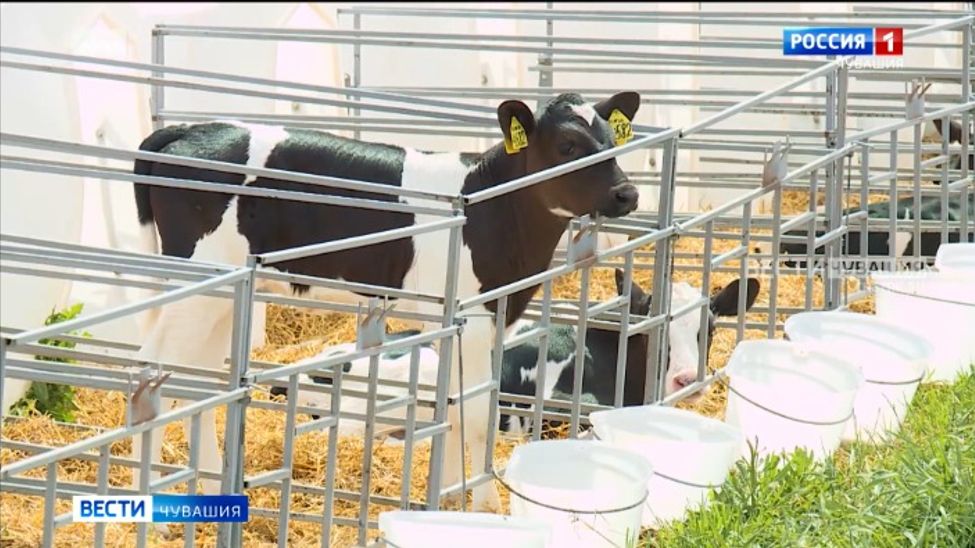 Аграрии Чувашии получат от государства 49 млн рублей кешбэка