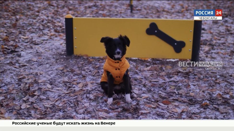 В Чебоксарах построили новую площадку для выгула собак