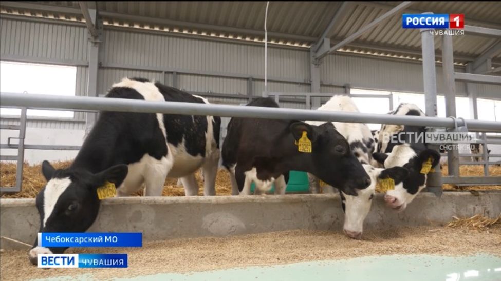 В Чебоксарском округе открыли новый комплекс для телят
