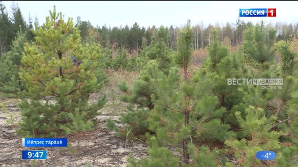 Ашшӗ ҫулӗпе утать