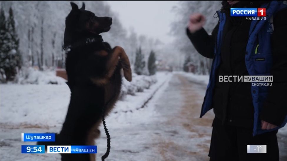 Шупашкарти йытӑ приючӗ сакӑр ҫул тултарчӗ