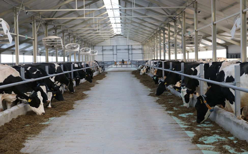 В Чебоксарском округе открылся новый животноводческий корпус