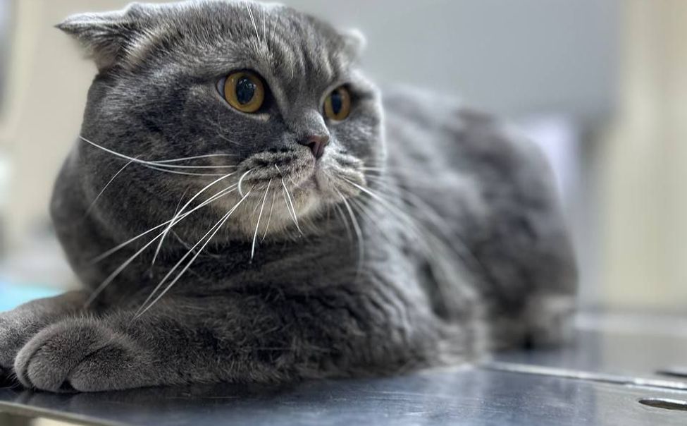 В хозяйствах Чувашии провели 165 миллионов исследований, вакцинаций и профилактических обработок