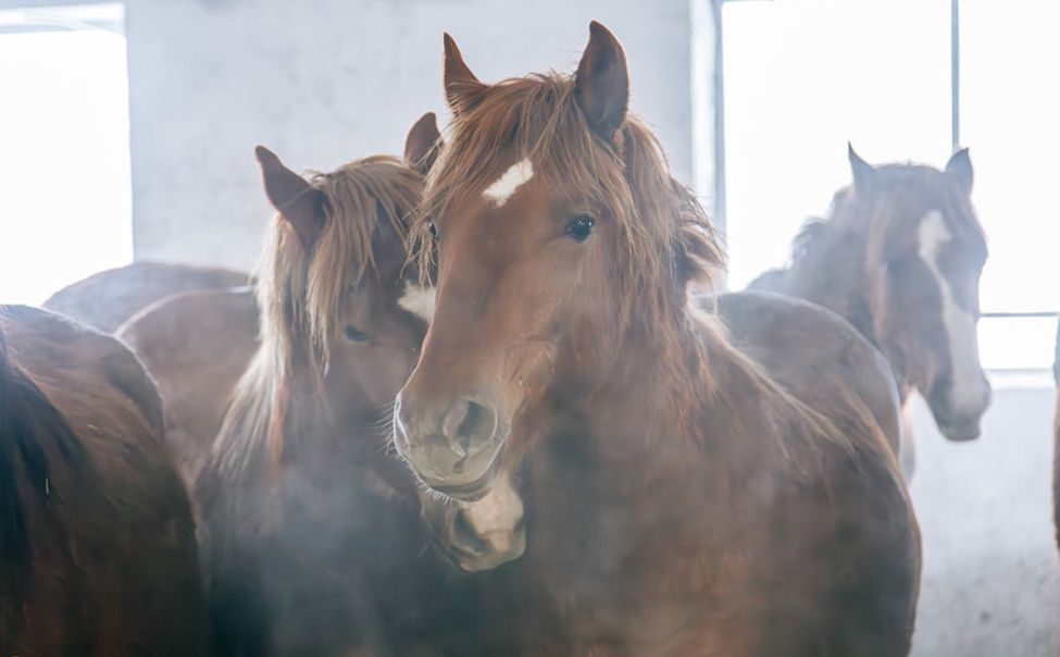 В Чувашии по семейному гранту построили конеферму