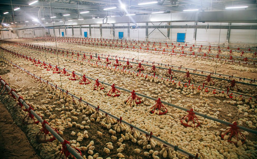 Аграрии Чувашии за прошедший год создали 174 рабочих места 