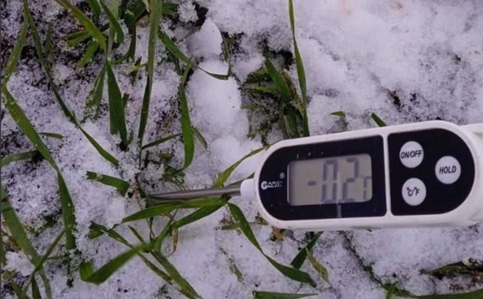 В Чувашии за будущий урожай можно пока не опасаться: 94,3% посевов в порядке