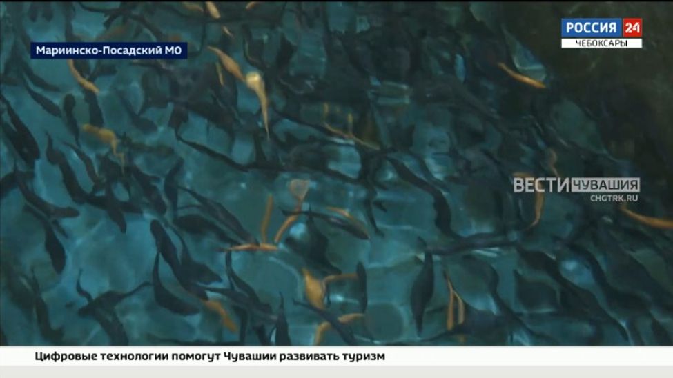 В Чувашии фермер превратил заброшенную ферму в современное рыбоводное хозяйство