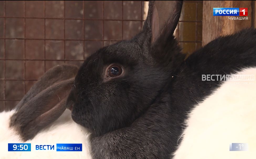 Выльӑх-чӗрлӗхе шута илме пулӑшаҫҫӗ