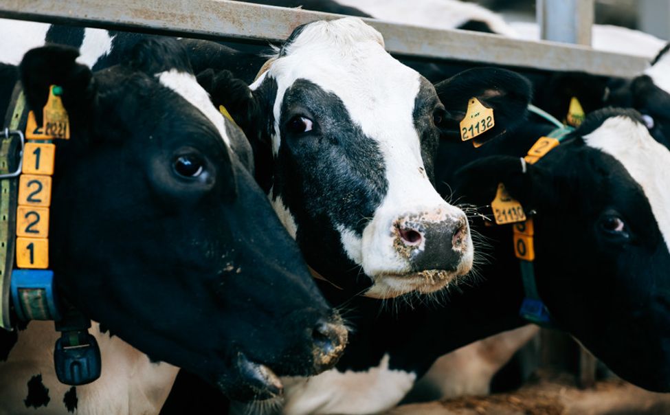 Чувашия сохранила  производство сельхозпродукции на уровне в 100%