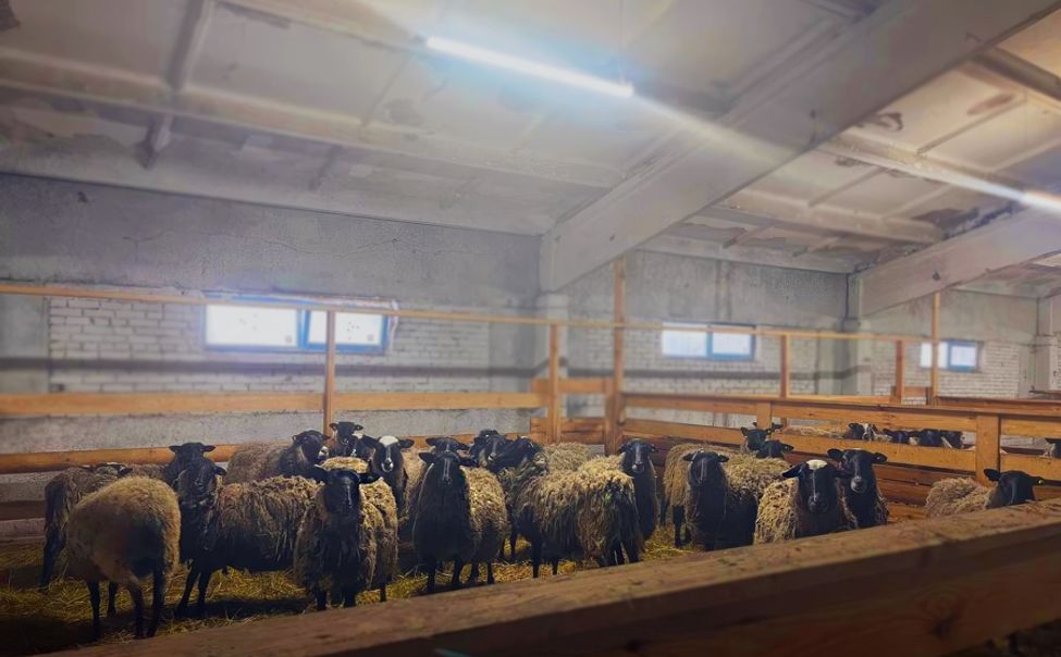 Господдержка помогла чувашскому фермеру повысить поголовье овец