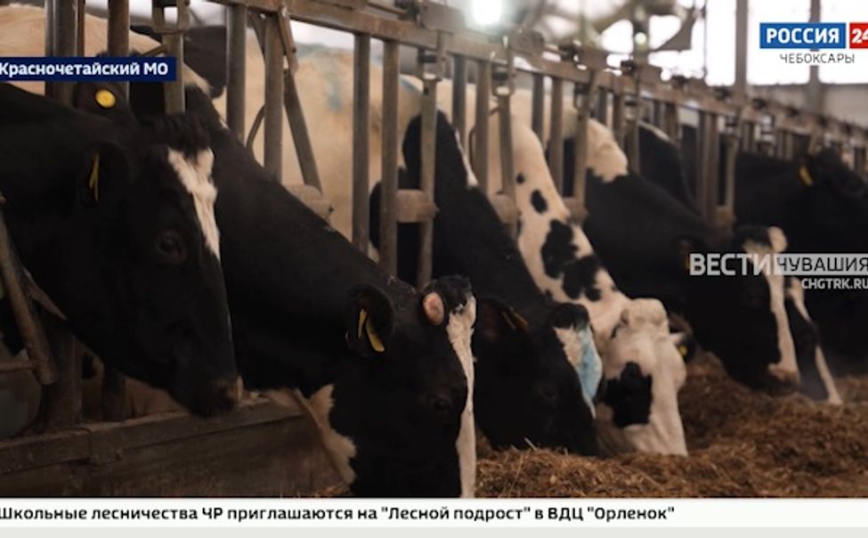 Сельхозпредприятие "Коминтерн" активно перенимает успешные практики в животноводстве