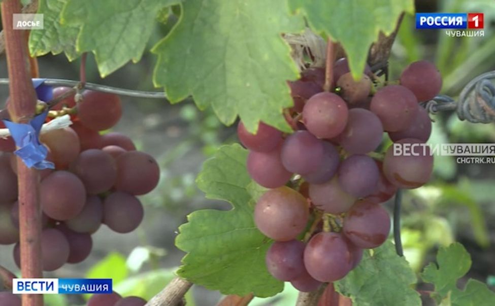 В Чувашии на поддержку садоводства и огородничества выделили 10 млн рублей